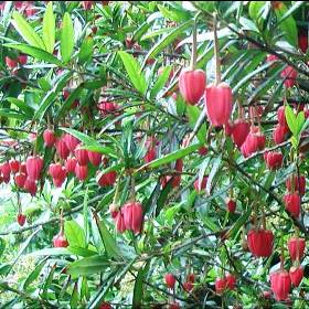 Crinodendron hookerianum (Chilean lantern tree)